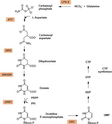 Novel Highlight in Malarial Drug Discovery: Aspartate Transcarbamoylase